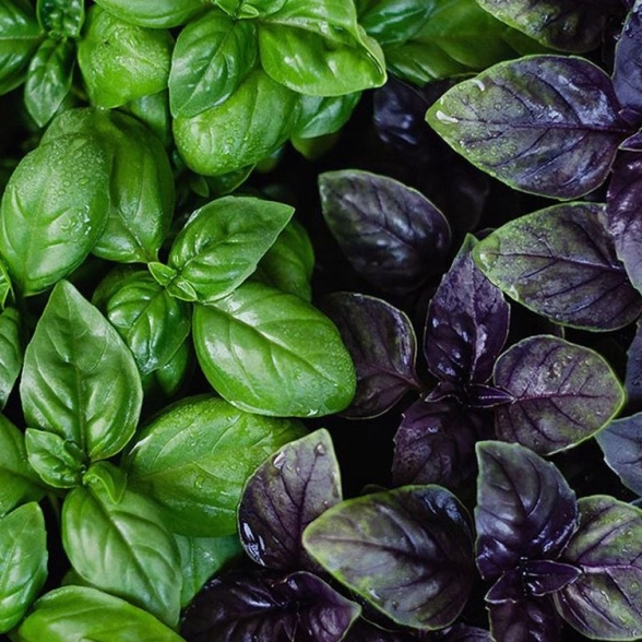 Базилик Е6 (кассета)