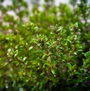 Тимьян Е6 (кассета)