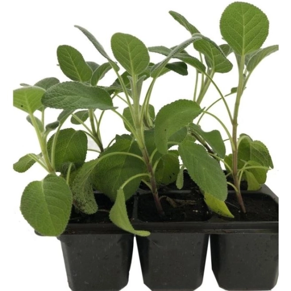 Шалфей Е6 (кассета)