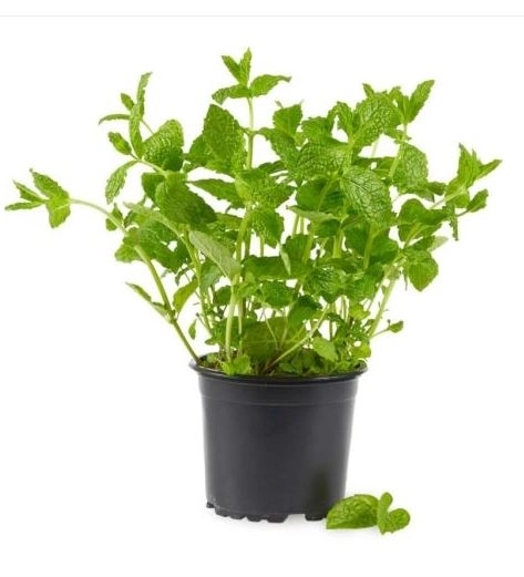 Мята микс P9