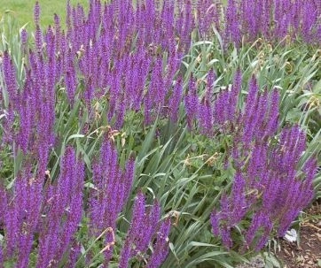 Шалфей Amethyst конт. 2-3 л