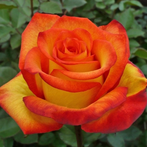 Роза чайно-гибридная Золотая Магия Желтый+красн 100см с4