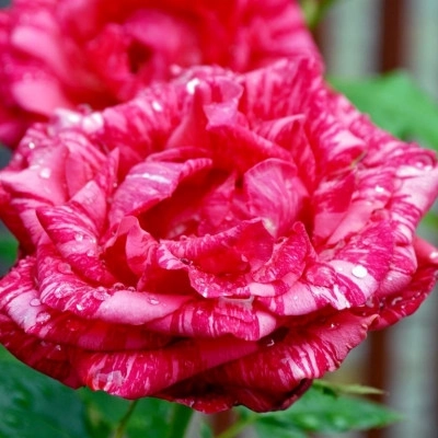 Роза чайно-гибридная Red Intuition (Ред Интуишн)