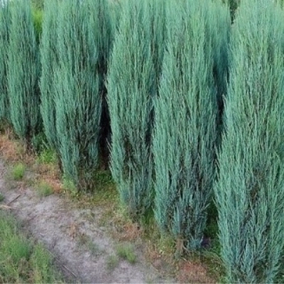 Можжевельник скальный Блю Эрроу 100+см WRB