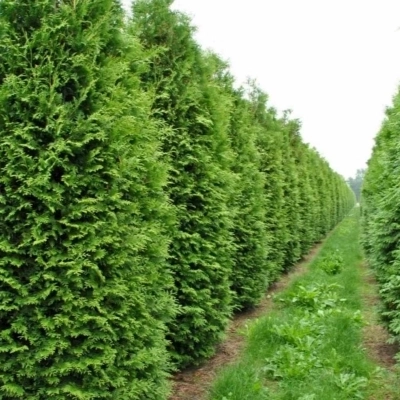 Туя зап.Brabant (С7,5)