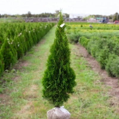 Туя зап. Smaragd (С7,5)