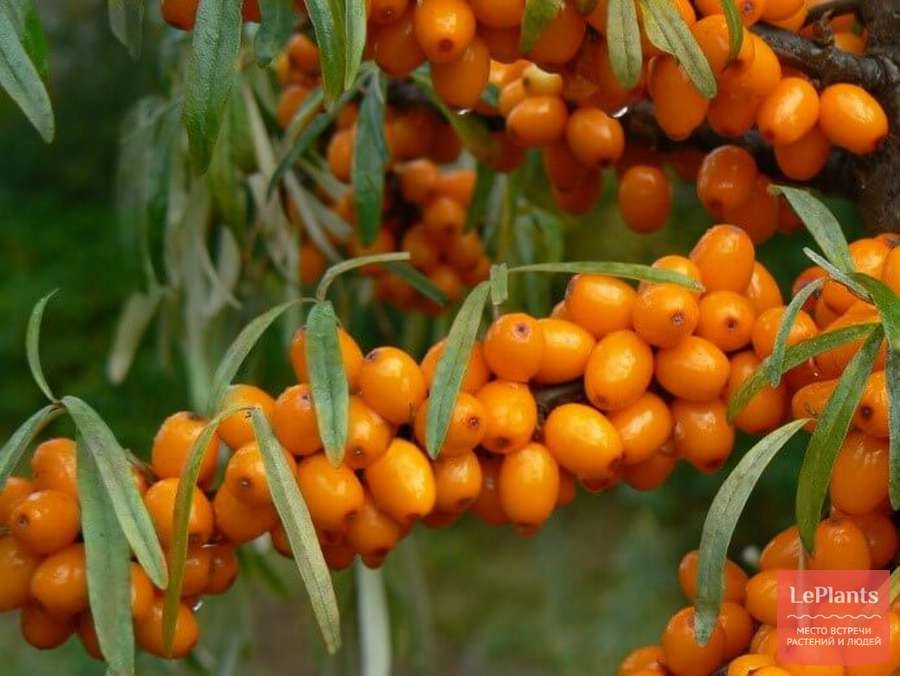 Облепиха Трофимовская (С5)