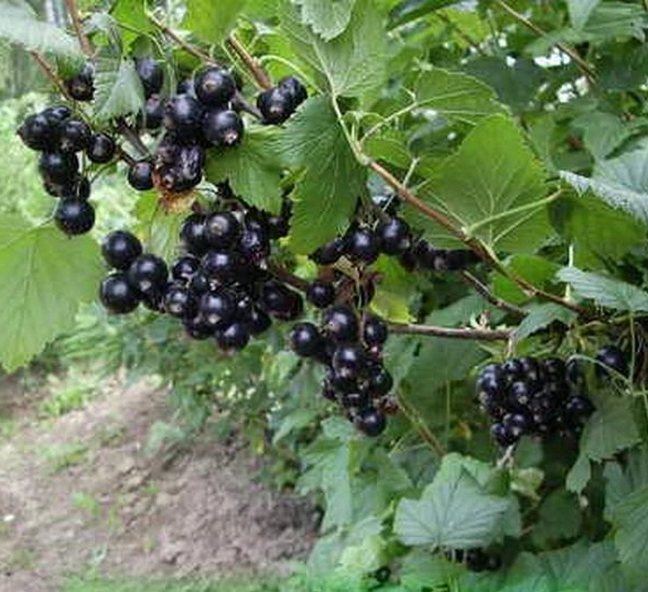 Смородина черная Селеченская (С5)