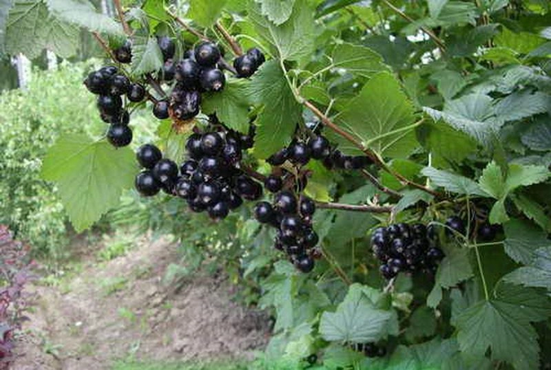 Смородина черная Селеченская (С5)