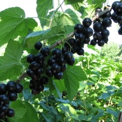Смородина Лентяй (С5)