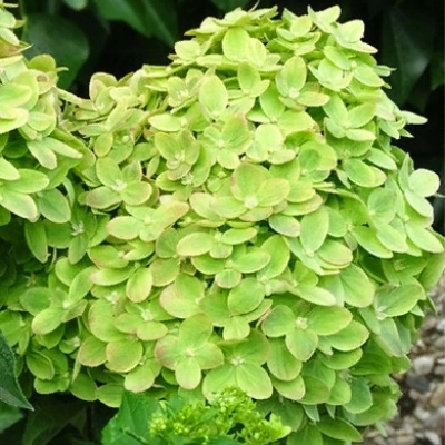 Гортензия Mojito c7.5