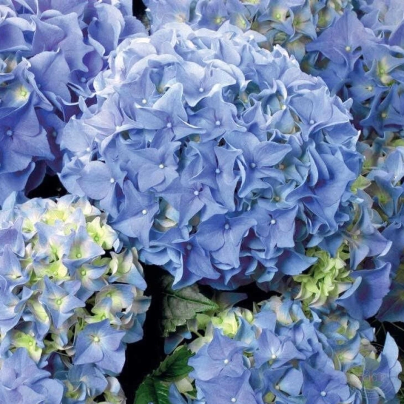 Гортензия крупнолистная NHS Soft Blue Power D14 ЕТК