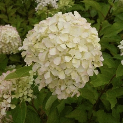 Гортензия метельчатая Жемчужина фестиваля/ЦКорЛюкс