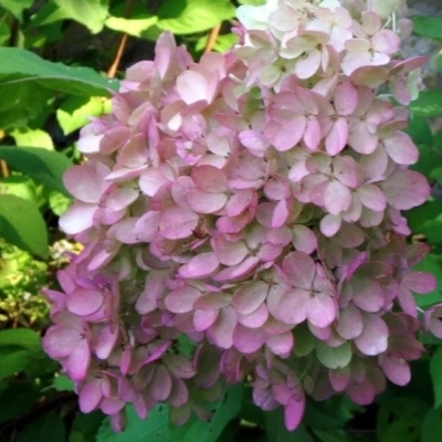 Гортензия Angels Blush C7,5