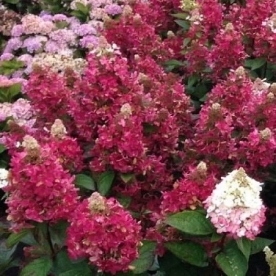 Гортензия Magical Vesuvio C7.5