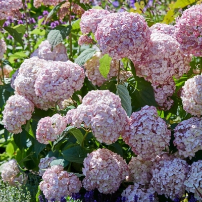 Гортензия Bubble gum C7,5