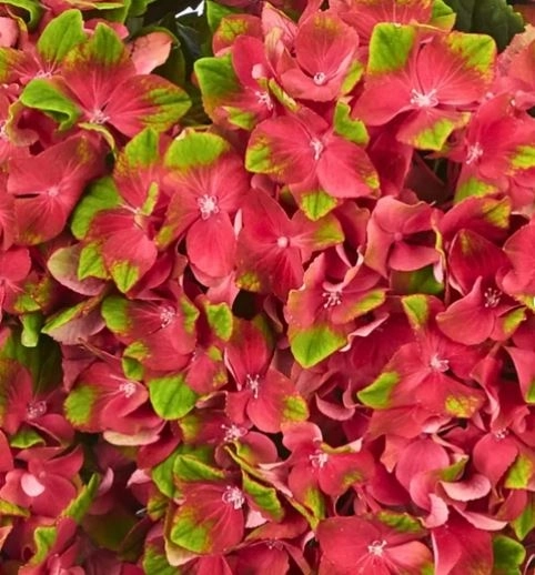 Гортензия крупнолистовая Мэджикал Глосси Липс/ЦКорЛюкс