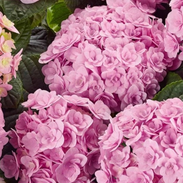 Гортензия крупнолистовая Флорентина/ЦКорЛюкс