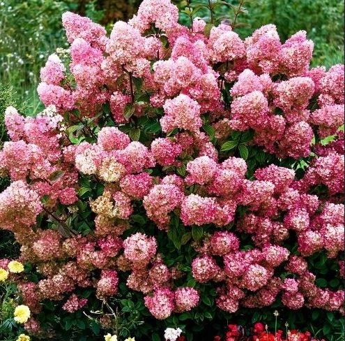 Гортензия Gardenlight Pinklight c 7.5