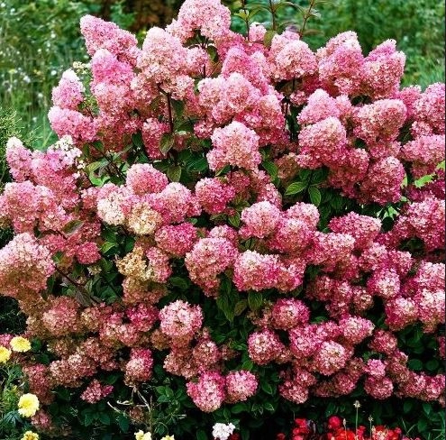 Гортензия Gardenlight Pinklight c 7.5