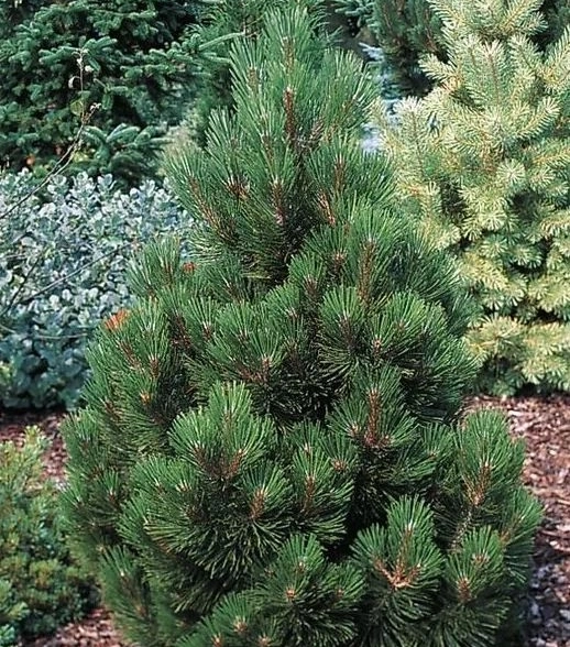 Сосна гельдрейха Малинки v5 Lav