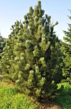 Сосна гельдрейха Сателлит v5 Lav