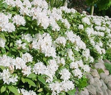 Рододендрон Cunninghams White с7.5