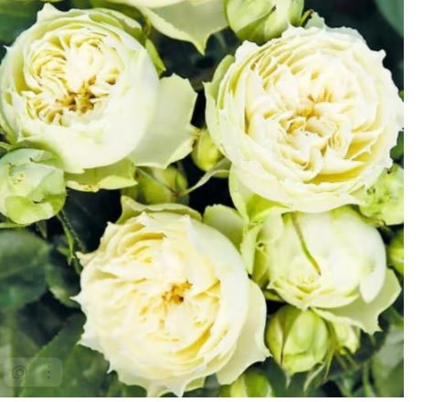 Роза мини спрей БЛАНШЕТТ (BLANCHETTE) бел-крем 60-80см с3