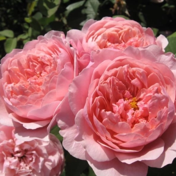 Роза английская парковая Алнвик Роуз/ЦКорЛюкс