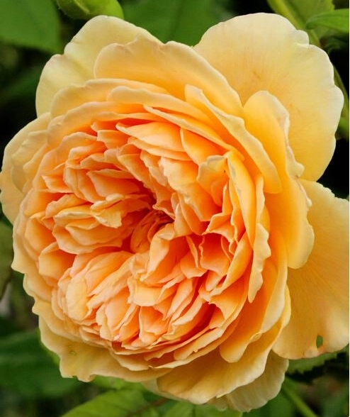 Роза английская парковая Краун Принцесс Маргарет/ЦКорЛюкс