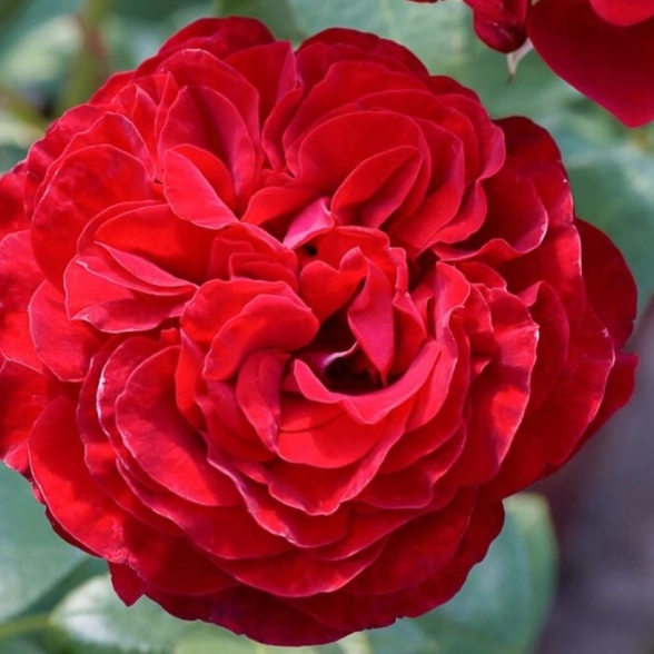 Роза Тантау чайно-гибридная Штортебекер/ЦКорЛюкс