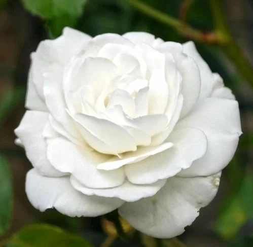 Роза флорибунда Айсберг Садовита