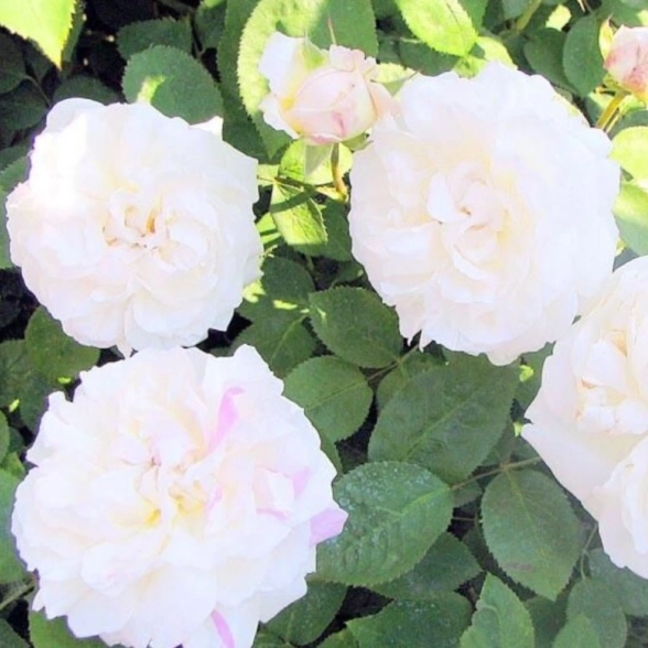 Роза английская шарб Винчестер Кафедрал Садовита