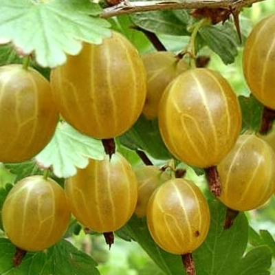 Крыжовник Куршу Дзинтарс с5