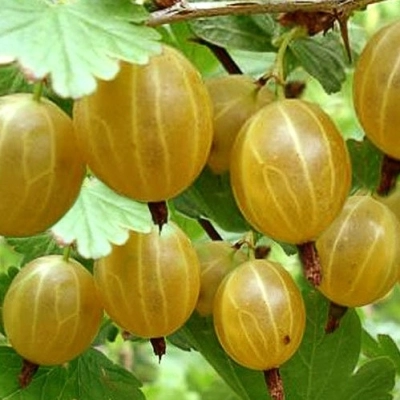 Крыжовник Куршу Дзинтарс с5