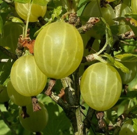 Крыжовник Хиннонмайнен Кельтайнен с5