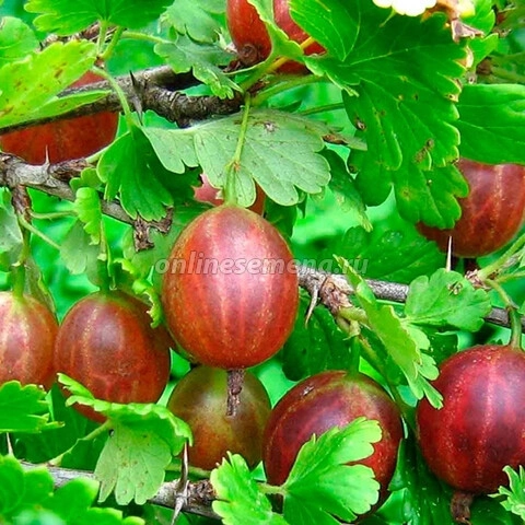 Крыжовник кр Щедрый с5