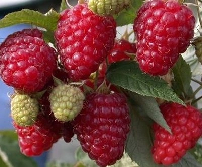 Малина Бриллиантовая С5