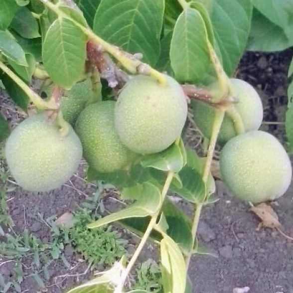 СО Орех грецкий Скороплодный Левина/С