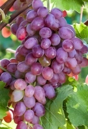Виноград Аметистовый (МИТЮРЯЕВ)