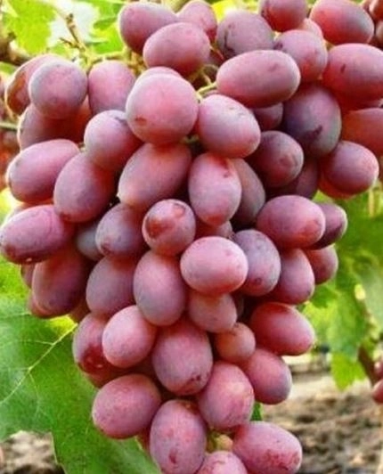 Виноград Тип Ризомата МИТЮРЯЕВ
