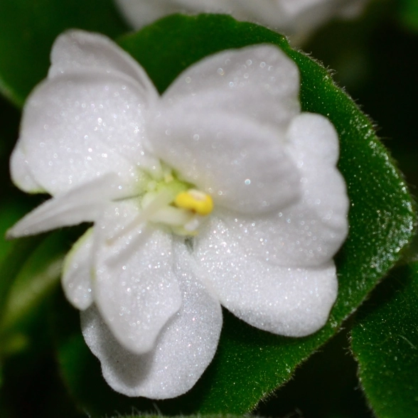 Исскуственное растение Зайчикфиалка белая