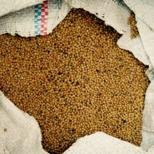 Горчица бел./желт в мешках кг