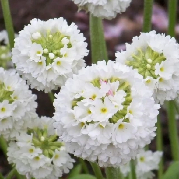 Примула мелкозубчатая Альба/К