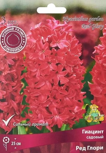 Гиацинт Рэд Глори 14/15 1шт