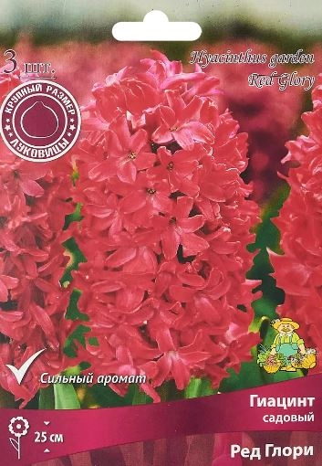 Гиацинт Рэд Глори 14/15 1шт
