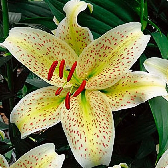 Лилия азиатская Йеллоу Тайгер 14-16/К 2шт