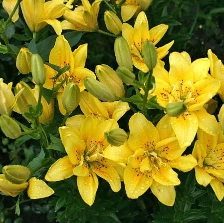 Лилия азиатская Сандью 14-16/К 2шт