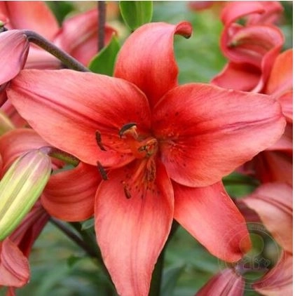 Лилия Перпл Лорейн 14-16/К 1шт