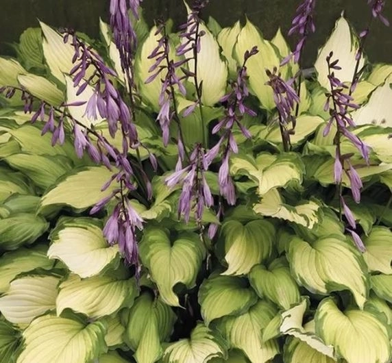 Хоста гибридная Леди Гиневера/К